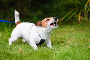 How Can Noonan & McMahon, LLC Help With Your Dog Bite Claim in Freehold, NJ?